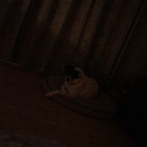 Meet your Posher, Diane